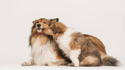 2 Collies Langhaar sable, erwachsene Hündin mit Welpen liegend und sitzend auf weißen Hintergrund,  Beschwichtigung, isoliert Var. 2