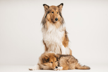 2 rough Collies Langhaar sable schottisch, erwachsene Hündin sitzend mit Welpen 9 Wochen liegend...