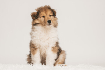 Collie Langhaar rough britisch Welpe salbe sitzt auf weißem Hintergrund, isoliert Var. 1