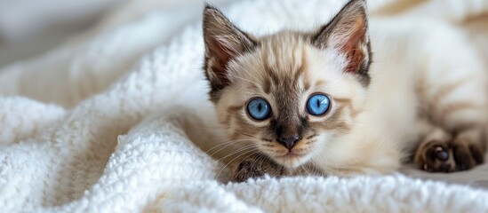 A Ragdoll cat, a small to medium-sized Felidae with blue eyes, is peacefully resting on a white blanket, showcasing its fawn-colored fur and delicate whiskers. - obrazy, fototapety, plakaty