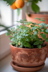 Melissa plant in old terracotta pot on windowsill closeup, soft focus, citrus tree houseplant with fruit on background. Growing aromatic fresh lemon balm herbs at home. Homegrown concept