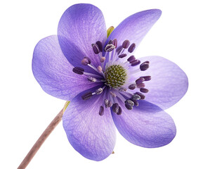 A close up of a purple flower on a black background