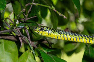 The vibrant colours of a highly venomous adult male boomslang (Dispholidus typus), also known as a tree snake or African tree snake 