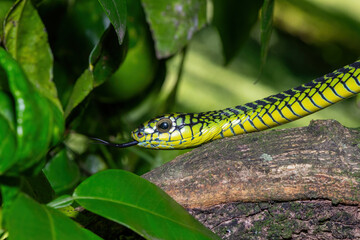 The vibrant colours of a highly venomous adult male boomslang (Dispholidus typus), also known as a tree snake or African tree snake 