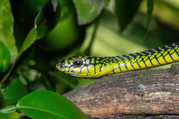 The vibrant colours of a highly venomous adult male boomslang (Dispholidus typus), also known as a...