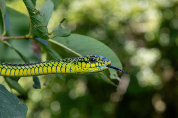 Beautiful colours of an adult male boomslang (Dispholidus typus), also known as a tree snake or African tree snake, as it slithers through a small tree