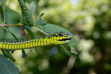 Beautiful colours of an adult male boomslang (Dispholidus typus), also known as a tree snake or African tree snake, as it slithers through a small tree