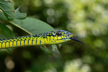 Beautiful colours of an adult male boomslang (Dispholidus typus), also known as a tree snake or African tree snake, as it slithers through a small tree