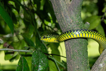 The vibrant colours of a highly venomous adult male boomslang (Dispholidus typus), also known as a tree snake or African tree snake 