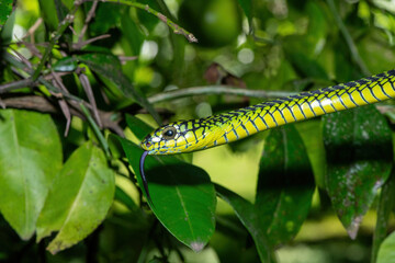 The vibrant colours of a highly venomous adult male boomslang (Dispholidus typus), also known as a tree snake or African tree snake 