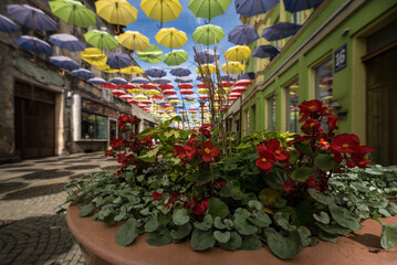  CITYSCAPE - A flowers on the bouleward in city center under colorful umbrellas  © Wojciech Wrzesień