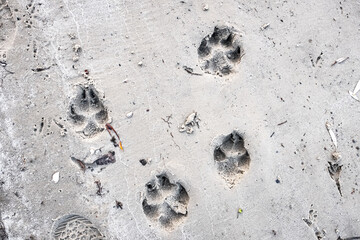 Traces of a wolf in the snow, traces in the snow. traces of the beast, traces in the snow. The footprints of the beast on the white snow in winter. Everything is covered with snow.