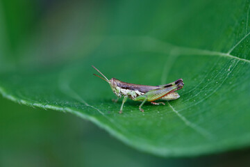 Grasshopper on leaf