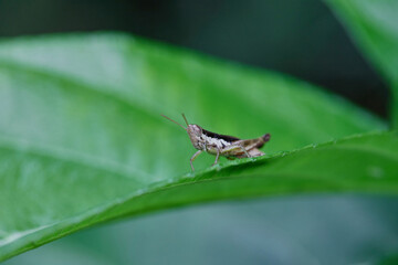 Grasshopper on leaf