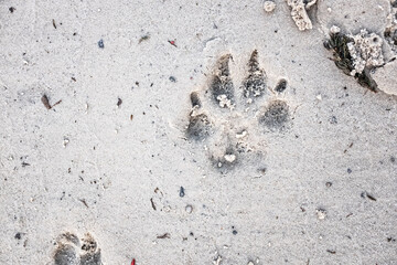 Traces of a wolf in the snow, traces in the snow. traces of the beast, traces in the snow. The footprints of the beast on the white snow in winter. Everything is covered with snow.