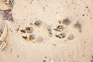 Traces of a wolf in the snow, traces in the snow. traces of the beast, traces in the snow. The footprints of the beast on the white snow in winter. Everything is covered with snow.