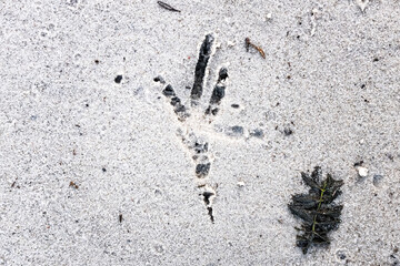 Traces of a wolf in the snow, traces in the snow. traces of the beast, traces in the snow. The footprints of the beast on the white snow in winter. Everything is covered with snow.