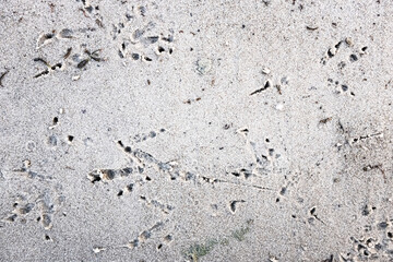 Traces of a wolf in the snow, traces in the snow. traces of the beast, traces in the snow. The footprints of the beast on the white snow in winter. Everything is covered with snow.