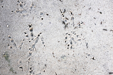 Traces of a wolf in the snow, traces in the snow. traces of the beast, traces in the snow. The footprints of the beast on the white snow in winter. Everything is covered with snow.