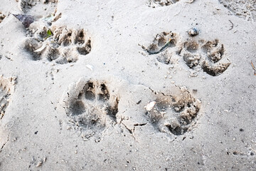 Traces of a wolf in the snow, traces in the snow. traces of the beast, traces in the snow. The footprints of the beast on the white snow in winter. Everything is covered with snow.