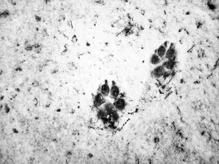 Traces of a wolf in the snow, traces in the snow. traces of the beast, traces in the snow. The footprints of the beast on the white snow in winter. Everything is covered with snow.
