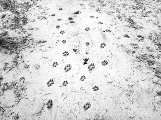 Traces of a wolf in the snow, traces in the snow. traces of the beast, traces in the snow. The footprints of the beast on the white snow in winter. Everything is covered with snow.