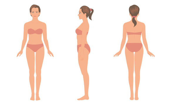 woman body anatomy, front, back, side view, vector