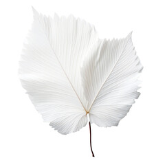 White leaf isolated on transparent background Generative Ai