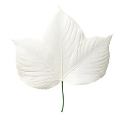 White leaf isolated on transparent background Generative Ai