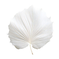 White leaf isolated on transparent background Generative Ai