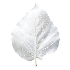 Fototapeta na wymiar White leaf isolated on transparent background Generative Ai