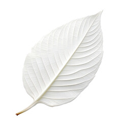 White leaf isolated on transparent background Generative Ai