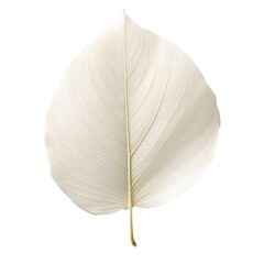 White leaf isolated on transparent background Generative Ai