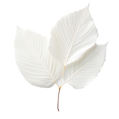White leaf isolated on transparent background Generative Ai