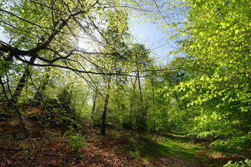 Fototapeta na wymiar Forest path Denecourt 11 in spring season. Fontainebleau forest