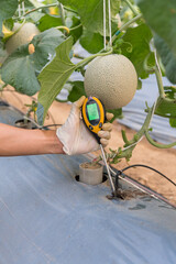 Use soil PH meter for check the PH value of melon farm