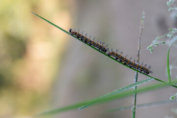 millipede insect on green grass with morning dew nature background