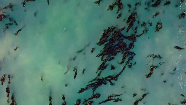 Aerial: Ocean seaweed in Oamaru, Otago, New Zealand.