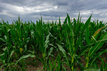 field with green corn and dark rainclouds during hiking