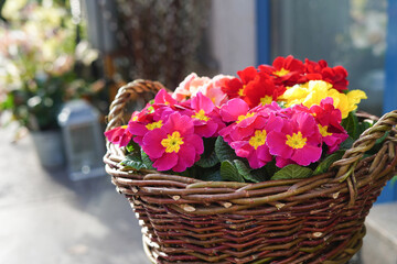 Flower shop with colorful flowers in the basket, home plants, spring flowers outdoors