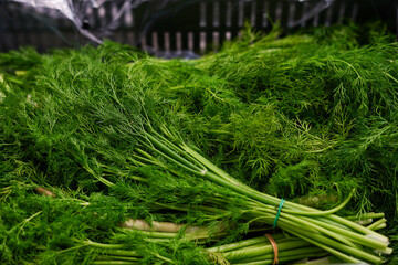 greens dill in the boxes at the grocery store