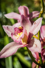 Fototapeta premium Orchid flowers in the Monte Palace Tropical Garden in Madeira Island, Portugal