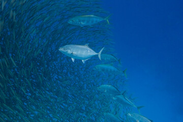 large predetory fishes in a huge school of little fishes in blue seawater