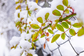 a lot of snow. winter. snow on the branches. winter nature.