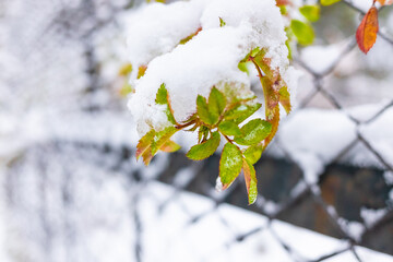a lot of snow. winter. snow on the branches. winter nature.