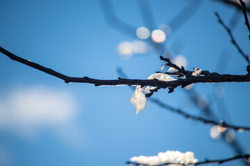 a lot of snow. winter. snow on the branches. winter nature.