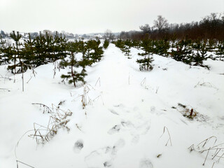 a lot of snow. winter. snow on the branches. winter nature.