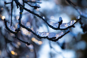 a lot of snow. winter. snow on the branches. winter nature.