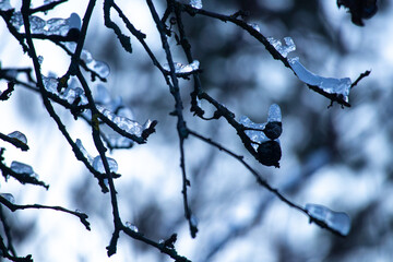 a lot of snow. winter. snow on the branches. winter nature.