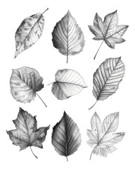 Pencil sketches of delicate and detailed birch leaves.